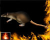 HF Urt Rat
