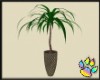*J* Palm Plant