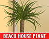 Beach House Plant