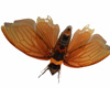 flying Moth