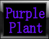 purple floor plant