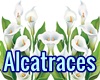 Alcatraces