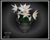 Z White Narcissus Plant