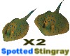 Stingray pair *Spotted