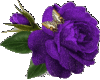 Purple Rose Butterfly