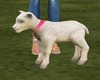 Y*Animated Baby Lamb
