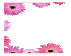 daisy pink frame