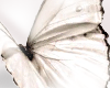 Pearl Butterfly!!