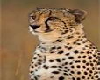 cheetah cuddle pillow