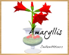 Christmas Amaryllis