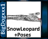 [BD]Snow Leopard+Poses