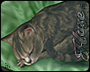 [IH] Fish Pillow Cat Der