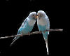 Animated Love Birds