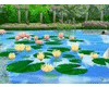 Peach WaterLillies/Lotus