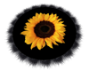 Sunflower Rug w/ Black