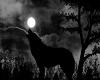 Wolf MoonLight Picture