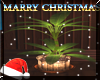(LR)::Christmas::Plant 2