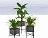 :3 Square Potted Plants