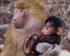 Baboon & baby-Picture