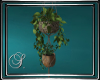 (SL) Boho Hanging Plant2