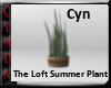 Loft Summer Plant