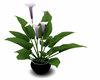 Purple Bonsai Lilly