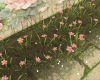 Pink Flowers