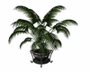 Lrg potted plant