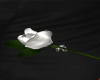 white Roses