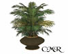 CMR/Areca Palm Plant
