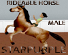 MALE RIDABLE HORSE