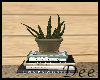 Cactus and Books