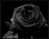 ~Nyx~ Black Rose Nails