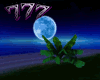 Nightlife Island