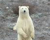 {ke} Polar Bear