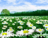*LL* Spring background3