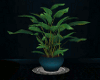 Satin Plant and Coaster