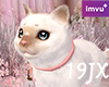 Siamese cat