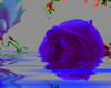 Blue Rose in Water - STK