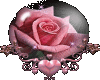 sparkling Pink Rose