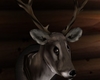 *Mounted Deer Head