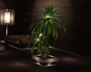 bar club plant