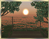 Sunset ~ Field
