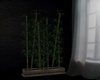 C-  Plants Bamboo