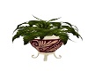 AAP-Potted Fern 2