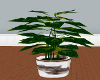 *OL Wolf Potted Plant