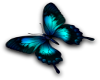 Blue/Black Butterfly
