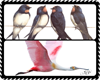 Bird Enhancers