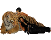 Animated resting tiger