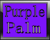 purple potted palm